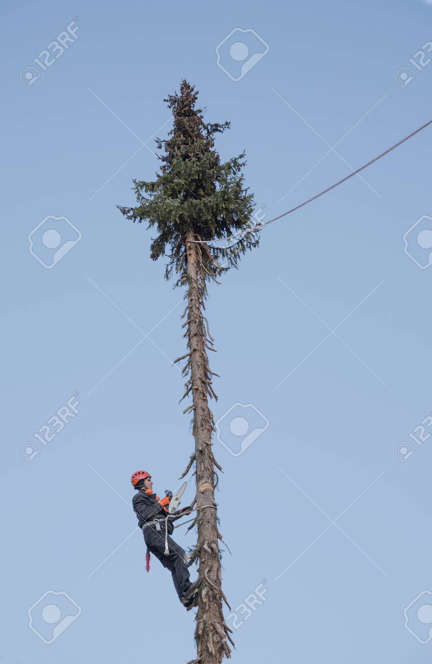 Kácení stromu Liberec